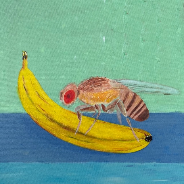 fruitvlieg
